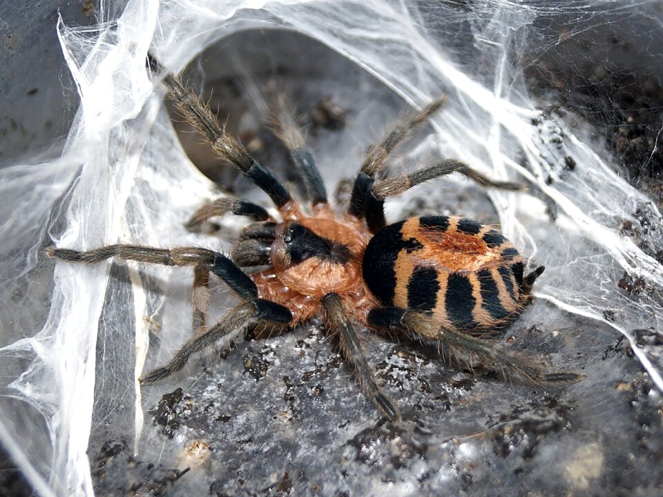Spider creepy cobweb