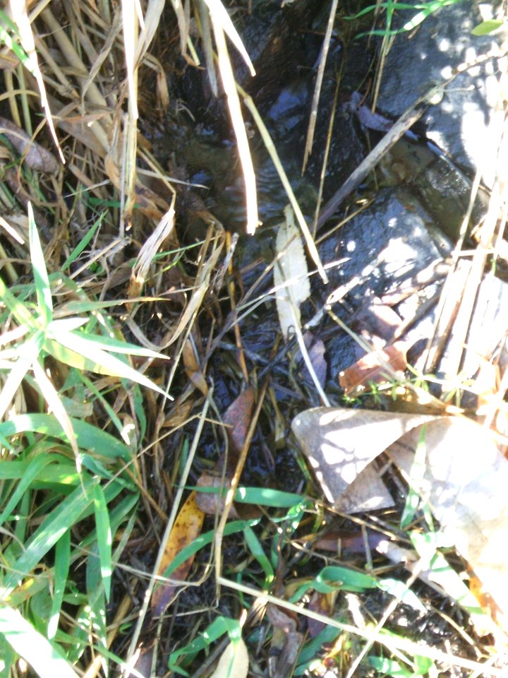 Fauerbach Zulauf Riedgraben