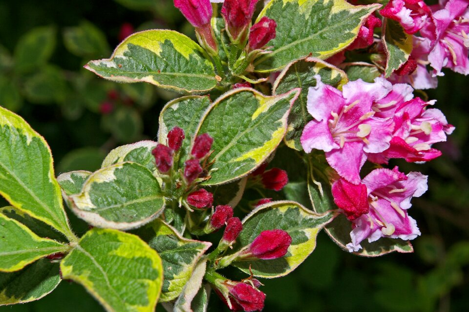 Bi color garden flower bed