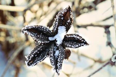 Season nature ice