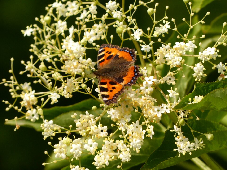 Elder little fox summer photo