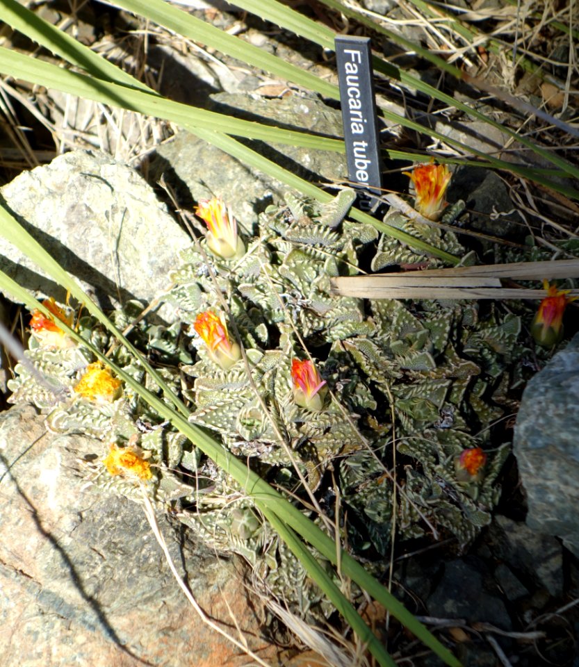 Faucaria tuberculosa - Leaning Pine Arboretum - DSC05565