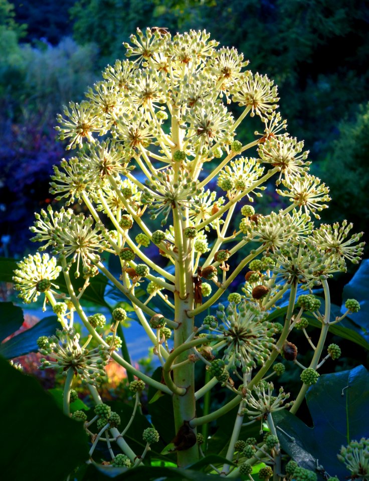 Fatsia japonica - San Francisco Botanical Garden - DSC00050