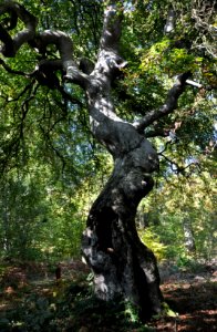 Fau de Trépail 23 10 2011 04