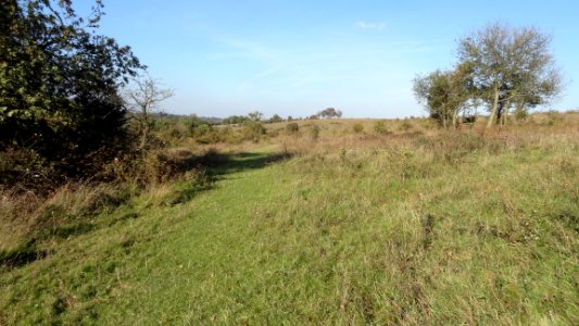 Farthing Downs grassland