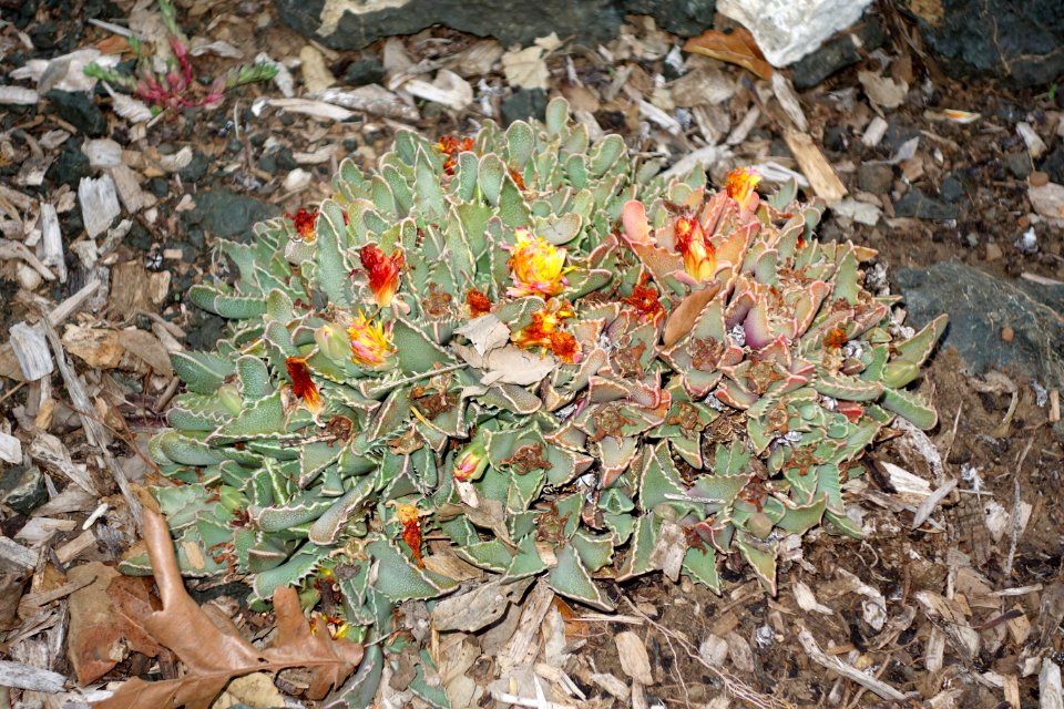 Faucaria tigrina - San Luis Obispo Botanical Garden - DSC06097