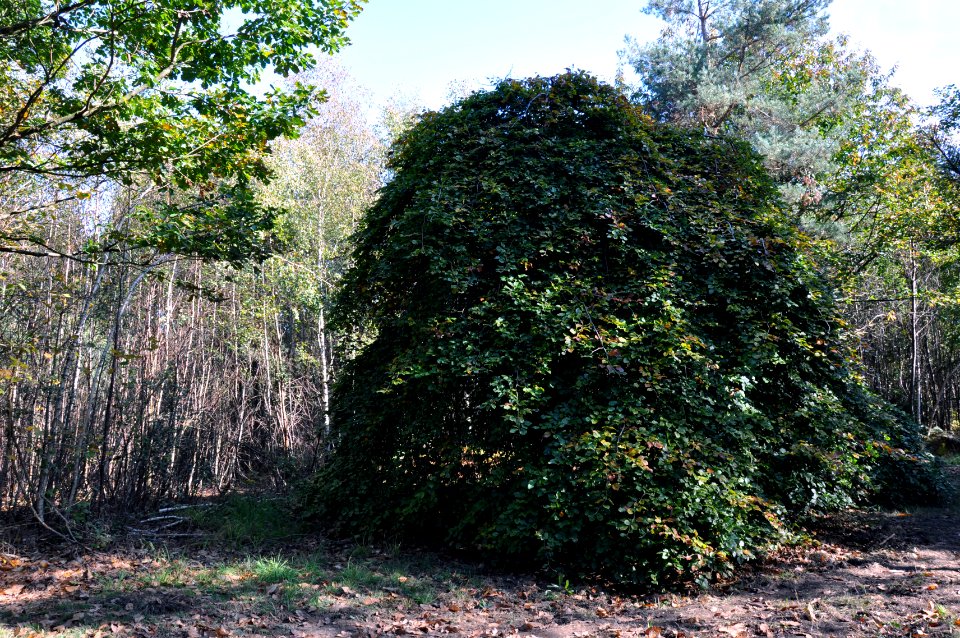 Fau de Verzy 23 10 2011 01