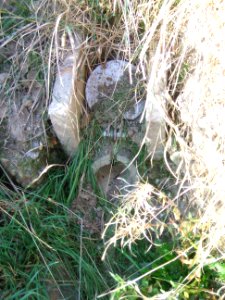Fauerbach Riedgraben unterer Ast Quelle 1
