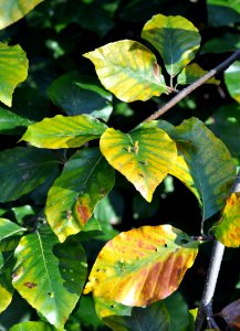 Fau de Verzy Feuilles 23 10 2011 2