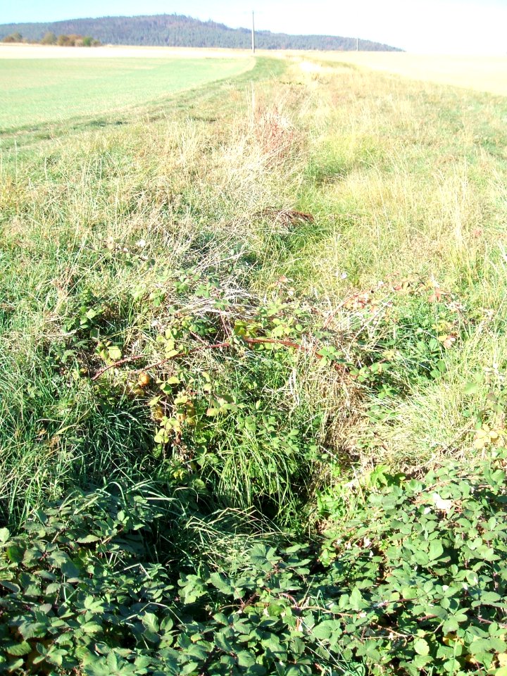 Fauerbach Riedgraben Zulauf oberer Ast
