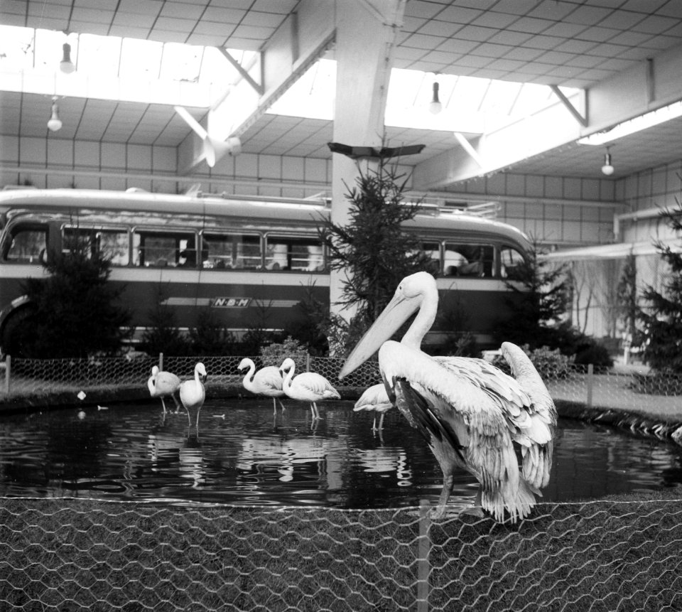 Fauna op damesbeurs Amsterdam, Bestanddeelnr 905-0249