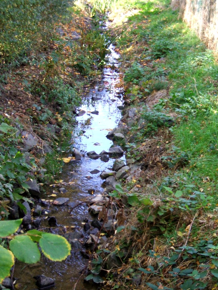 Fauerbach oberhalb Münster 2