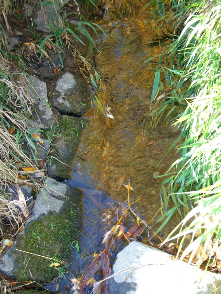 Fauerbach Bett oberhalb Mündung Riedgraben 1