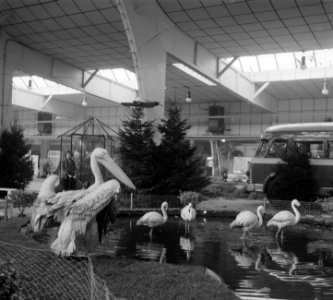 Fauna op damesbeurs Amsterdam, Bestanddeelnr 905-0248