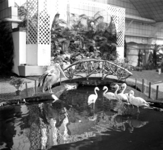 Fauna op damesbeurs Amsterdam, Bestanddeelnr 905-0250