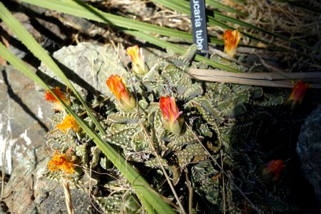 Faucaria tuberculosa - Leaning Pine Arboretum - DSC05567