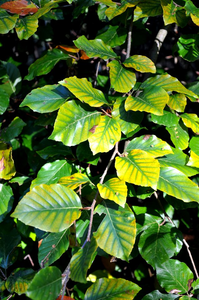 Fau de Verzy Feuilles 23 10 2011 1
