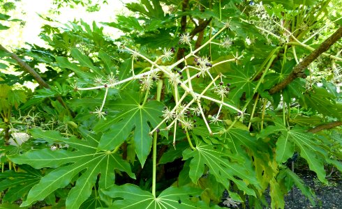 Fatsia japonica leaves