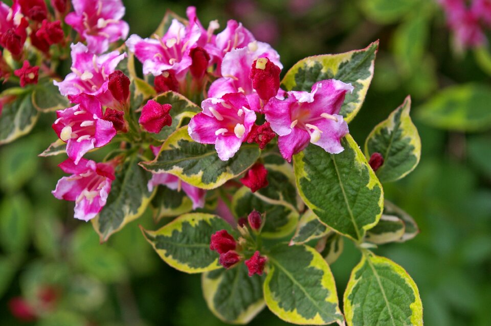 Bi color garden flower bed