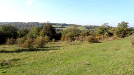 Farthing Downs view
