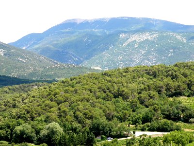 Faucon Mont Ventoux