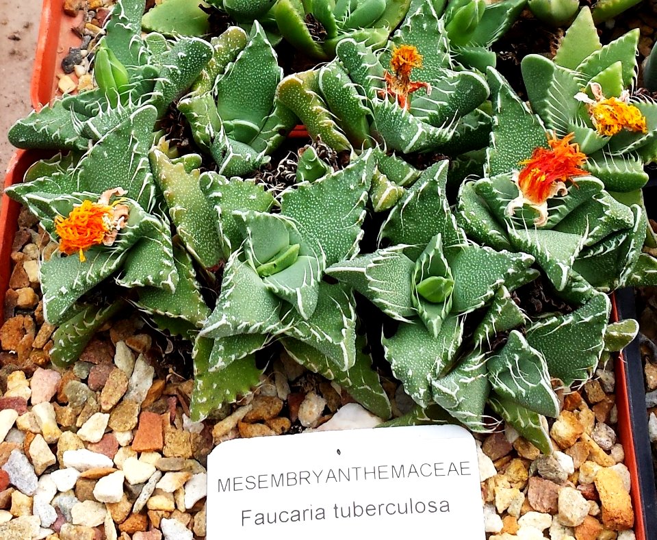 Faucaria tuberculosa - RSA 5