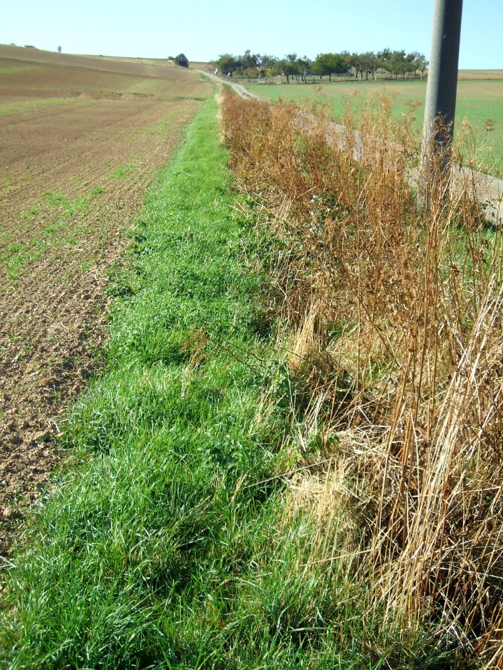 Fauerbach Riedgraben Zulauf unterer Ast