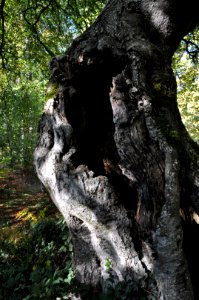 Fau de Trépail 23 10 2011 08