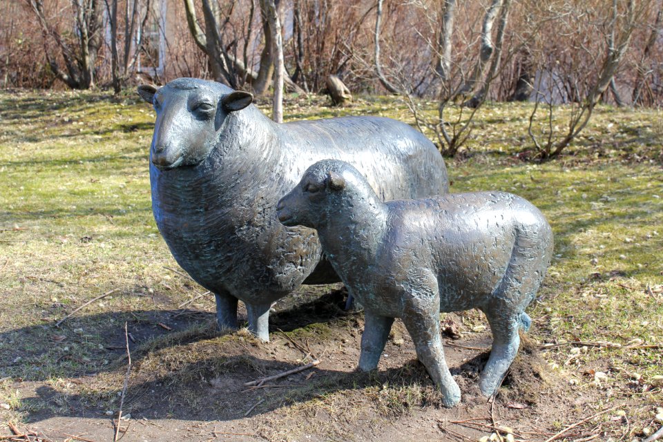 Får och lamm 2013a