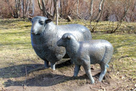 Får och lamm 2013a