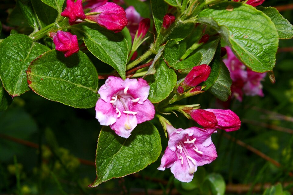 Bi color garden flower bed
