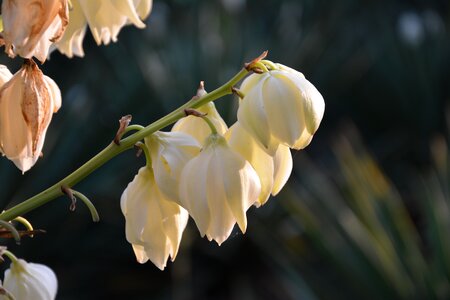 Magnolia flower white flowers photo