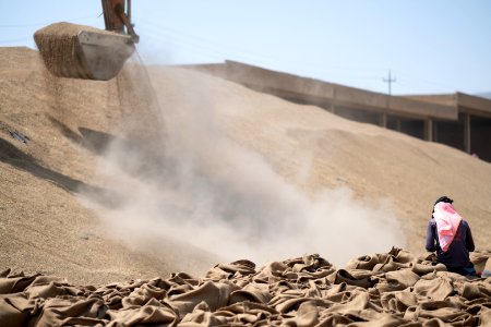 Ezidi workers and administrators packing grain in summer of 2019 at the grain processing center in Shingal 31