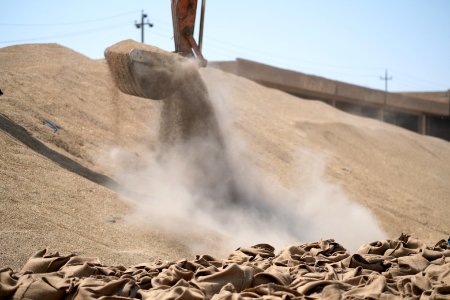 Ezidi workers and administrators packing grain in summer of 2019 at the grain processing center in Shingal 30