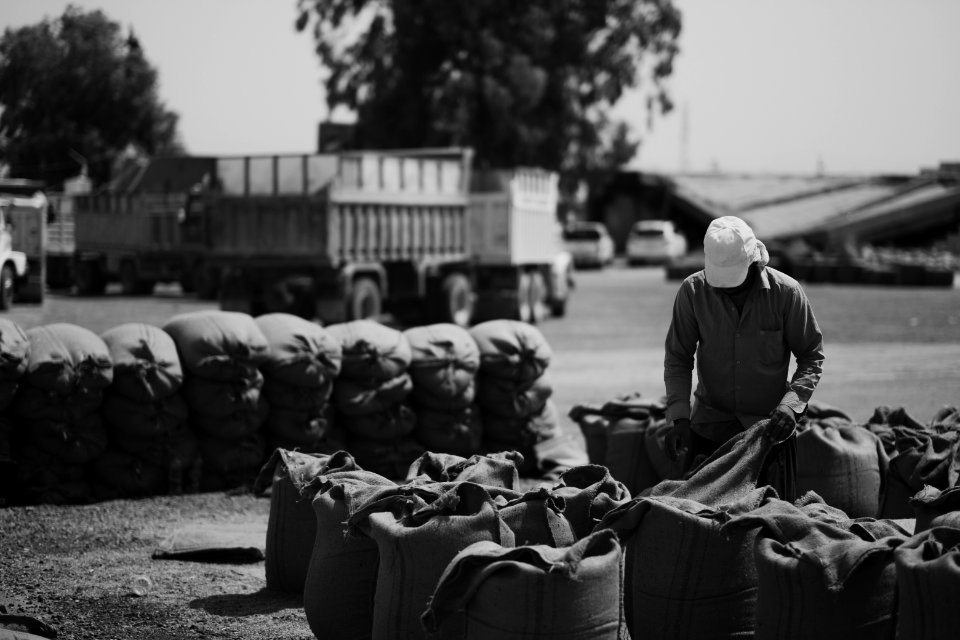 Ezidi workers at the barley and wheat depot in Shingal (Sinjar) packing grains into sacks in summer of 2019 25