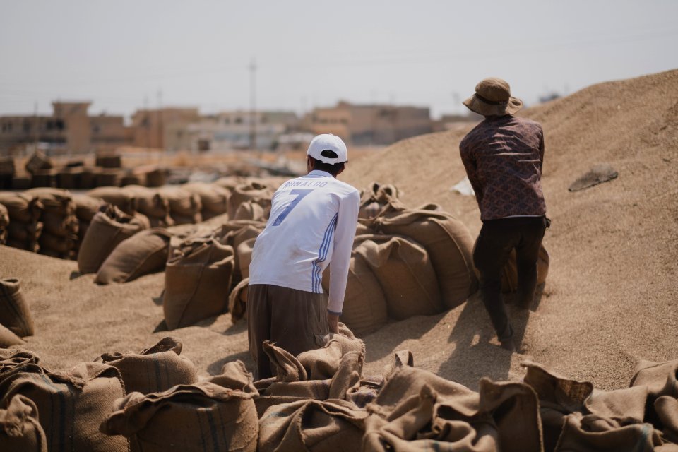 Ezidi workers at the barley and wheat depot in Shingal (Sinjar) packing grains into sacks in summer of 2019 22