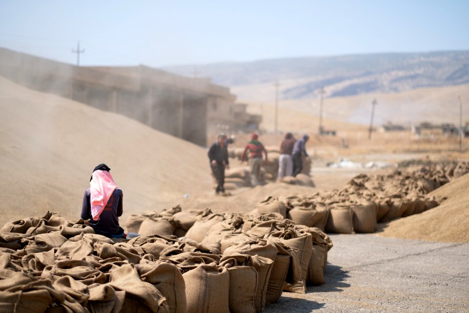 Ezidi workers and administrators packing grain in summer of 2019 at the grain processing center in Shingal 32