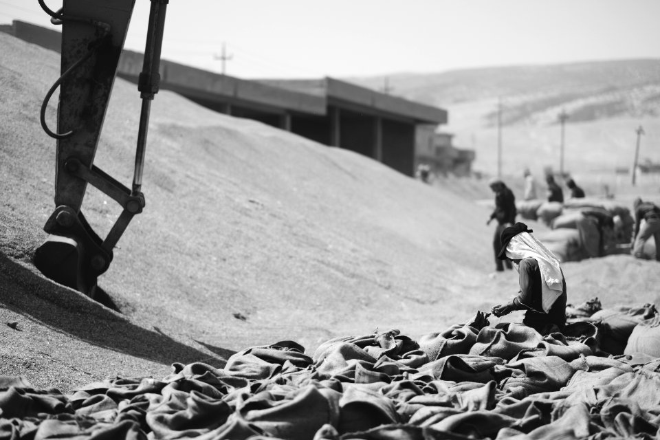 Ezidi workers and administrators packing grain in summer of 2019 at the grain processing center in Shingal 28