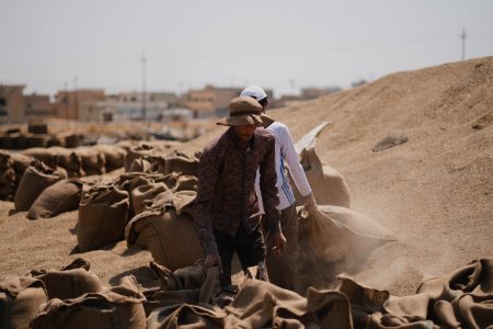 Ezidi workers at the barley and wheat depot in Shingal (Sinjar) packing grains into sacks in summer of 2019 20
