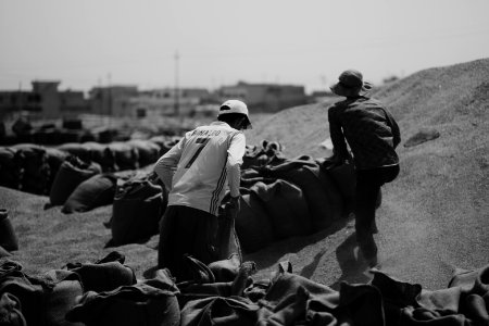 Ezidi workers at the barley and wheat depot in Shingal (Sinjar) packing grains into sacks in summer of 2019 21