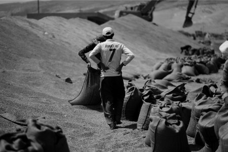 Ezidi workers at the barley and wheat depot in Shingal (Sinjar) packing grains into sacks in summer of 2019 08
