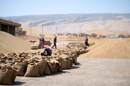 Ezidi workers and administrators packing grain in summer of 2019 at the grain processing center in Shingal 35