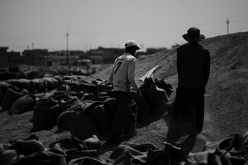 Ezidi workers at the barley and wheat depot in Shingal (Sinjar) packing grains into sacks in summer of 2019 16
