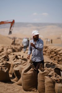 Ezidi workers at the barley and wheat depot in Shingal (Sinjar) packing grains into sacks in summer of 2019 02