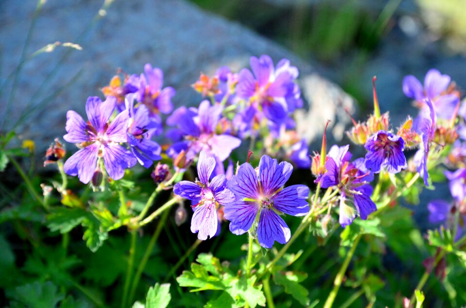 Spring flowers green turkey plant