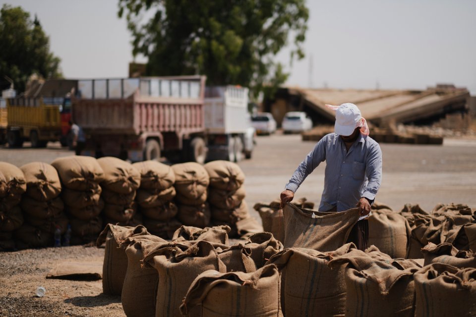 Ezidi workers at the barley and wheat depot in Shingal (Sinjar) packing grains into sacks in summer of 2019 26