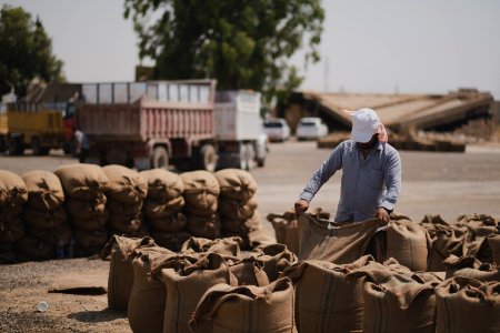Ezidi workers at the barley and wheat depot in Shingal (Sinjar) packing grains into sacks in summer of 2019 26