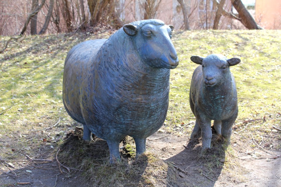 Får och lamm 2013b