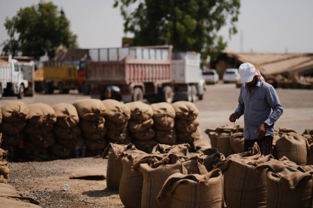 Ezidi workers at the barley and wheat depot in Shingal (Sinjar) packing grains into sacks in summer of 2019 24