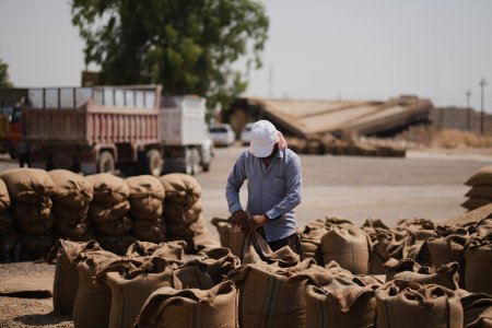 Ezidi workers at the barley and wheat depot in Shingal (Sinjar) packing grains into sacks in summer of 2019 27